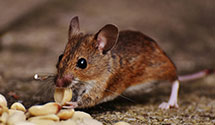 24 Hour & Emergency Exterminators in Bay City, MI